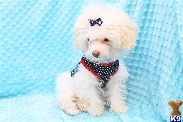 CMPuppyHeaven Picture 3